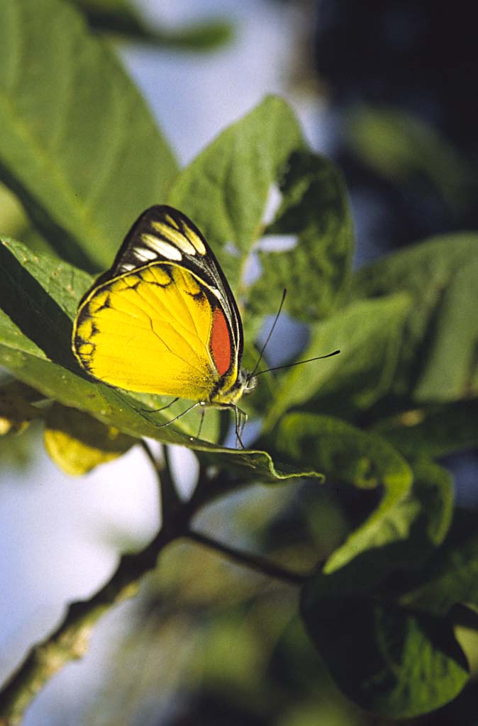 Copyright L.H. Preusser